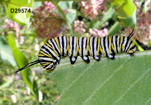 Monarch (Danaus plexippus)